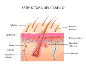 papila dermica