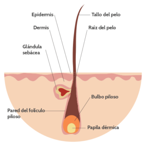 papila dermica